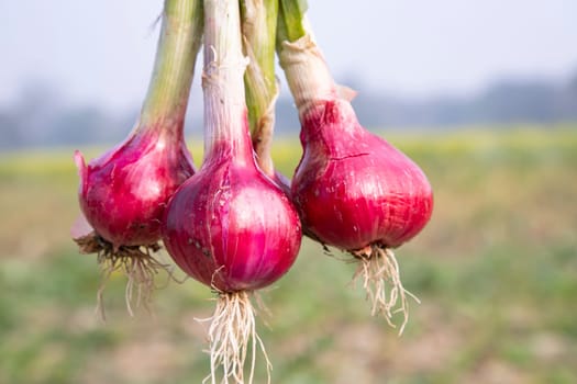 Red onion on the field in Bangladesh. (Shallot
