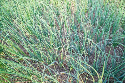Green Onion plantation in the field of  winter morning view