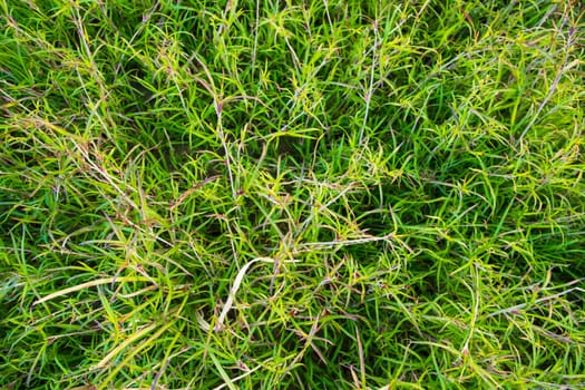 Evergreen grass  pattern texture  can be used as a background wallpaper