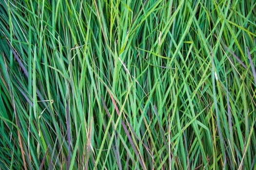 Close-up Green long grass pattern texture can be used as a natural background wallpaper