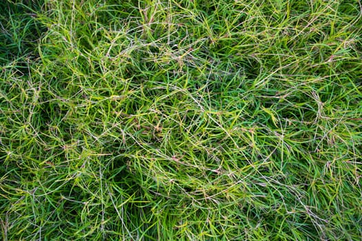 Evergreen grass  pattern texture  can be used as a background wallpaper
