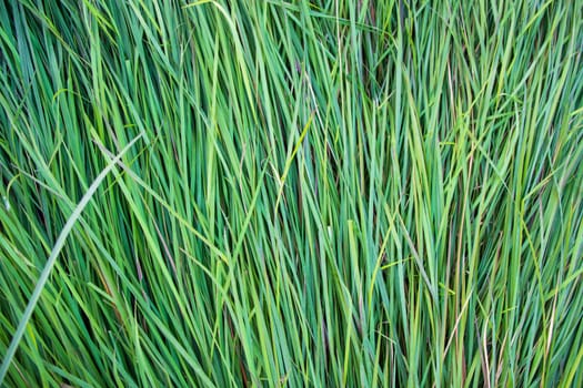 Close-up Green long grass pattern texture can be used as a natural background wallpaper
