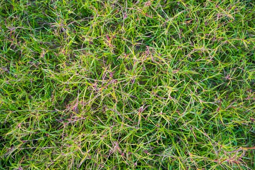 Evergreen grass  pattern texture  can be used as a background wallpaper