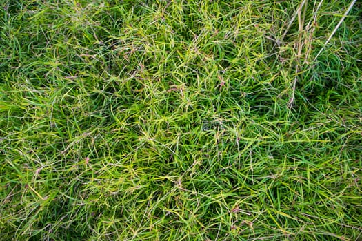 Evergreen grass  pattern texture  can be used as a background wallpaper