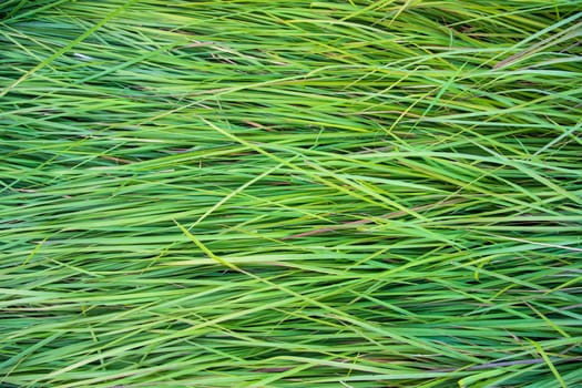 Close-up Green long grass pattern texture can be used as a natural background wallpaper