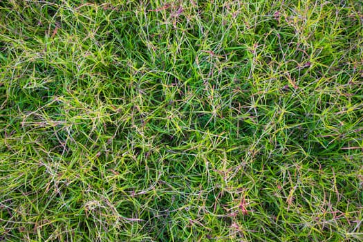 Evergreen grass  pattern texture  can be used as a background wallpaper