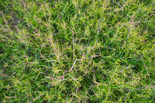 Evergreen grass  pattern texture  can be used as a background wallpaper