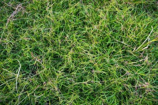 Evergreen grass  pattern texture  can be used as a background wallpaper