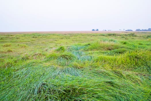 Green long grass in the field natural greenery landscape view