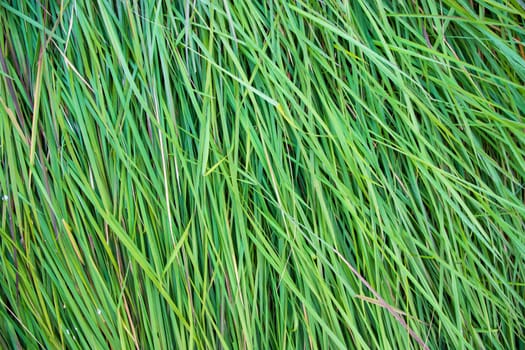 Close-up Green long grass pattern texture can be used as a natural background wallpaper