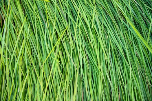 Close-up Green long grass pattern texture can be used as a natural background wallpaper