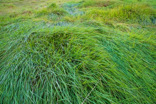 Close-up Green long grass pattern texture can be used as a natural background wallpaper