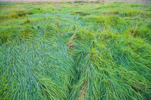 Close-up Green long grass pattern texture can be used as a natural background wallpaper
