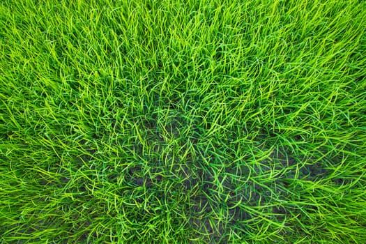 Green Rice seedlings plant texture background wallpaper