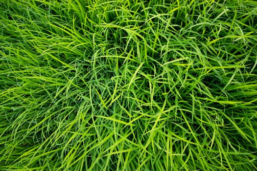 Green Rice seedlings plant texture background wallpaper