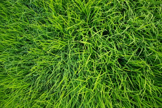 Green Rice seedlings plant texture background wallpaper