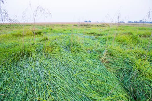 Green long grass in the field natural greenery landscape view