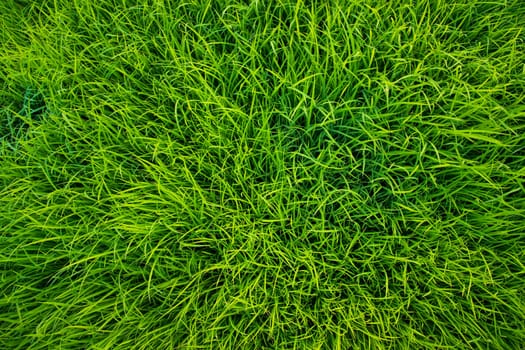 Green Rice seedlings plant texture background wallpaper