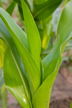Green Young Corn Tree  Close-up focus in the agriculture field