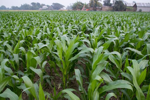 Young green corn plants growing in the field, closeup view