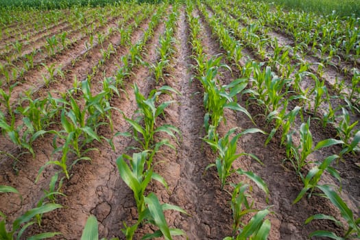 Green corn field in growth at agricultural field, Agriculture concept