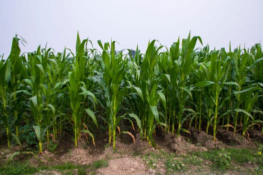 Green corn field in growth at agricultural field,Agriculture concept