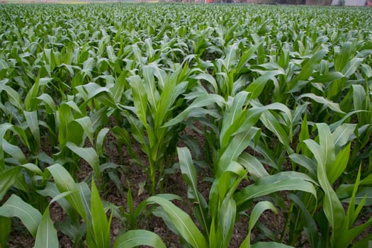 Young green corn plants growing in the field, closeup view