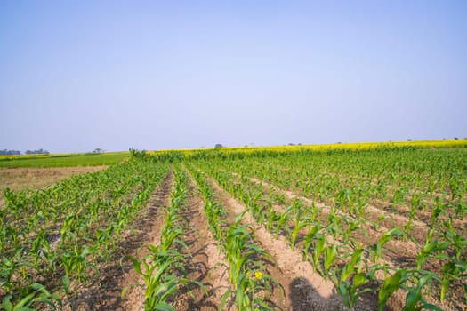 Green corn field kale in growth at agricultural field with blue sky , Agriculture concept