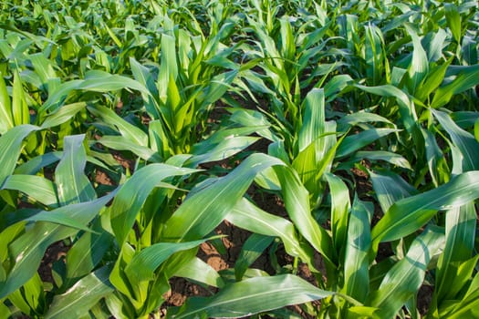 Young green corn plants growing in the field, closeup view