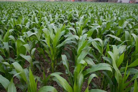 Young green corn plants growing in the field, closeup view