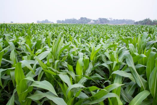 corn field with green leaves, closeup of photo with selective focus