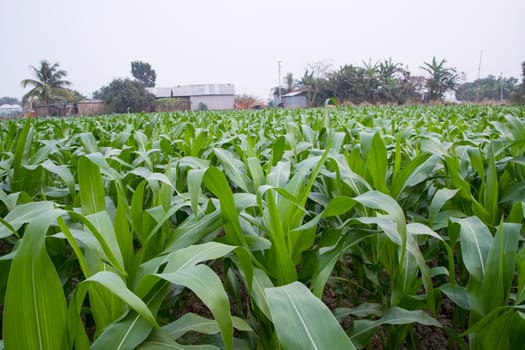 corn field with green leaves, closeup of photo with selective focus