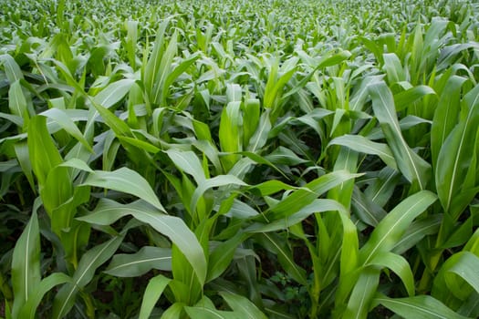 Young green corn plants growing in the field, closeup view