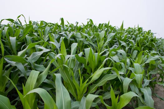 corn field with green leaves, closeup of photo with selective focus