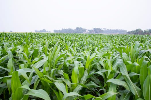 corn field with green leaves, closeup of photo with selective focus