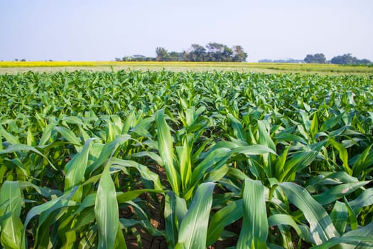 corn field with green leaves, closeup of photo with selective focus