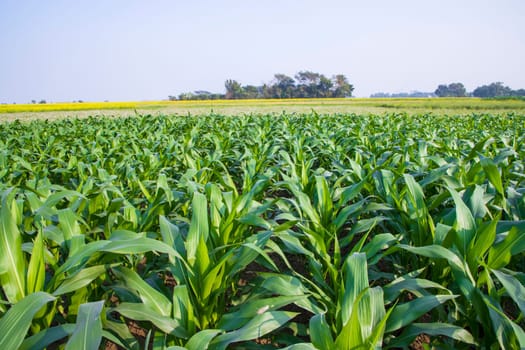 corn field with green leaves, closeup of photo with selective focus