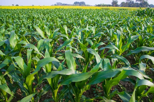 Young green corn plants growing in the field, closeup view