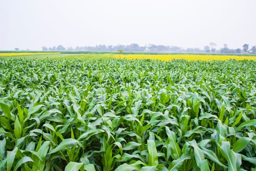 corn field with green leaves, closeup of photo with selective focus
