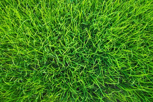 Green Rice seedlings plant texture background wallpaper