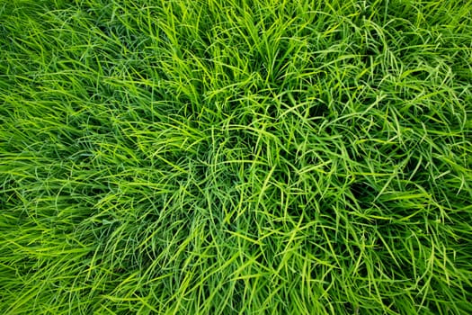 Green Rice seedlings plant texture background wallpaper