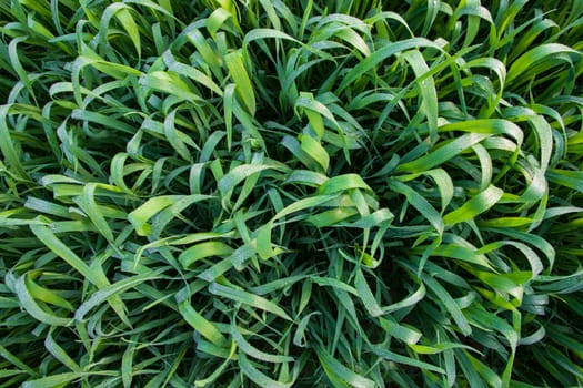 Green grass with dew drops winter morning close-up.  Natural wheat plant background
