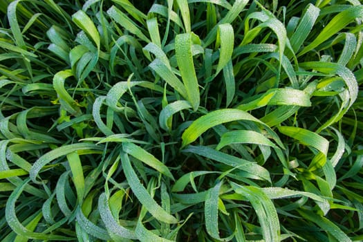 Green grass with dew drops winter morning close-up.  Natural wheat plant background