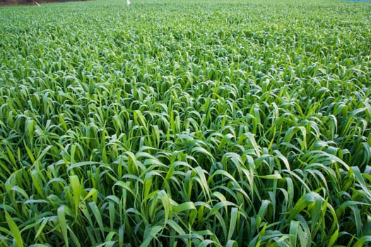 Green grass with dew drops winter morning .  Natural wheat plant background
