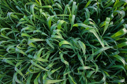 Green grass with dew drops winter morning close-up.  Natural wheat plant background