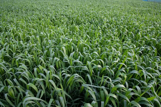 Green grass with dew drops winter morning .  Natural wheat plant background