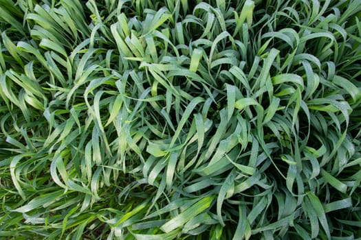 Green grass background with dew drops winter morning . Top view of Natural   green  wheat plant