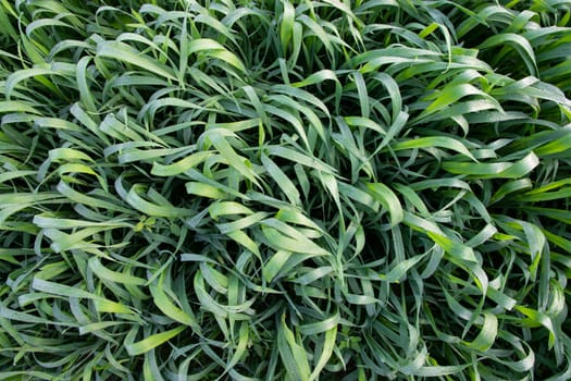 Green grass background with dew drops winter morning . Top view of Natural   green  wheat plant