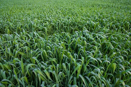 Green grass with dew drops winter morning .  Natural wheat plant background