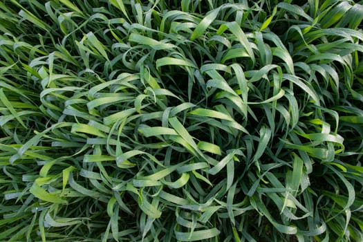 Green grass background with dew drops winter morning . Top view of Natural   green  wheat plant